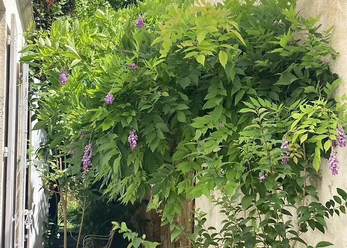 La Maison De La Glycine * 罗什福尔